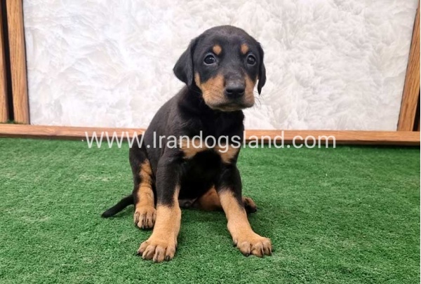 twlh-dwbrmn-doberman-138_4