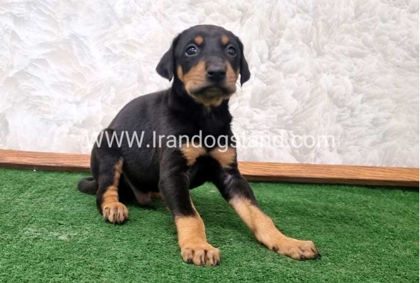 twlh-dwbrmn-doberman-138_5