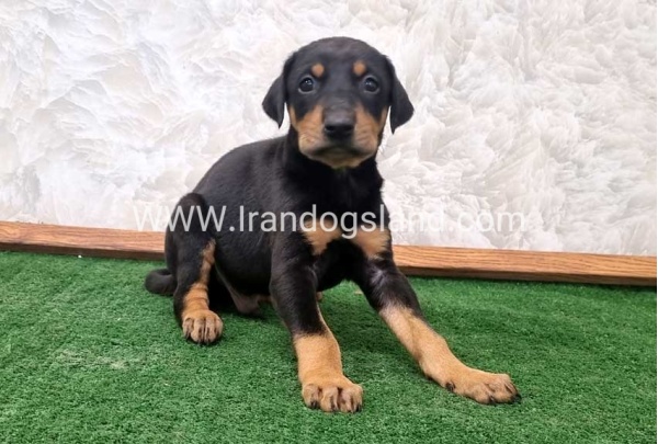 twlh-dwbrmn-doberman-138_6