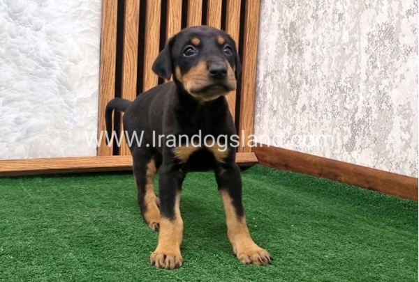 twlh-dwbrmn-doberman-138_7