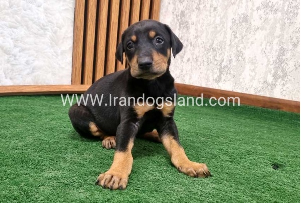 twlh-dwbrmn-doberman-138_8