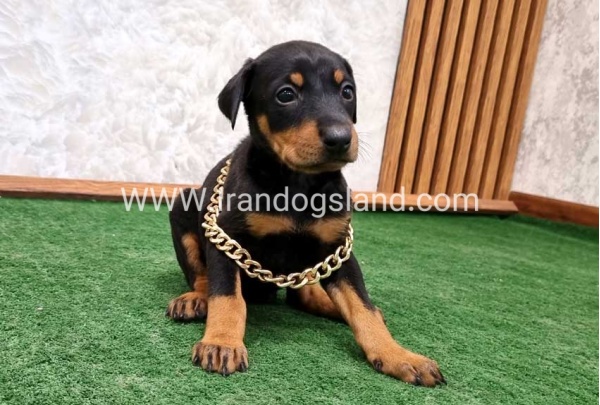 twlh-dwbrmn-doberman-141_1