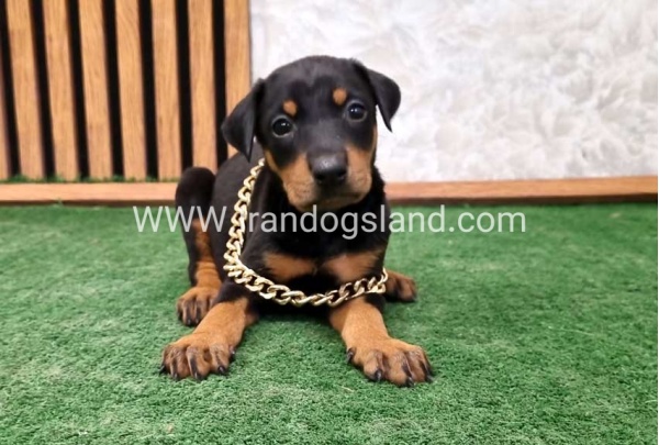 twlh-dwbrmn-doberman-141_10
