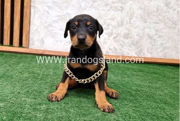 twlh-dwbrmn-doberman-141_11