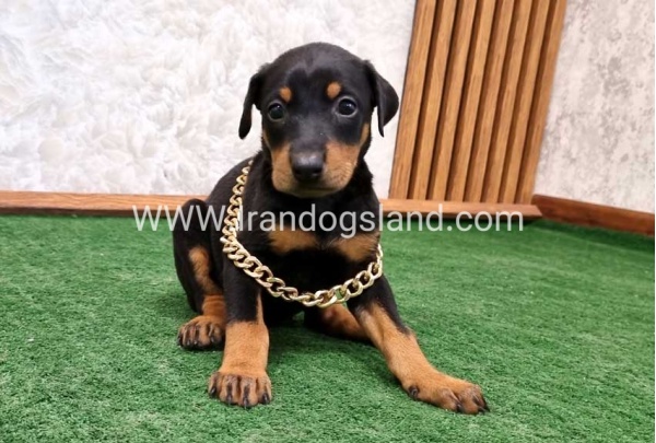 twlh-dwbrmn-doberman-141_2