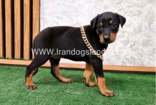 twlh-dwbrmn-doberman-141_3