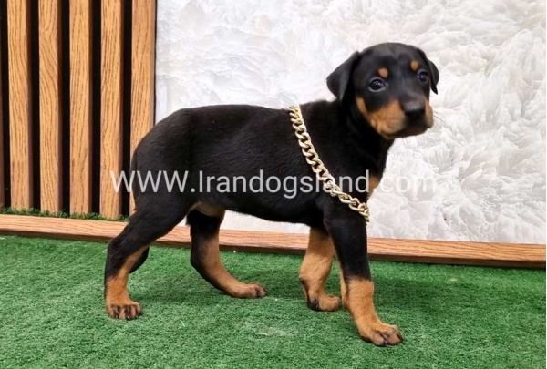 twlh-dwbrmn-doberman-141_4