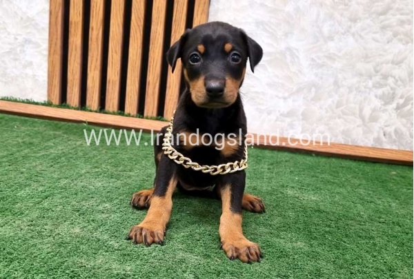twlh-dwbrmn-doberman-141_5