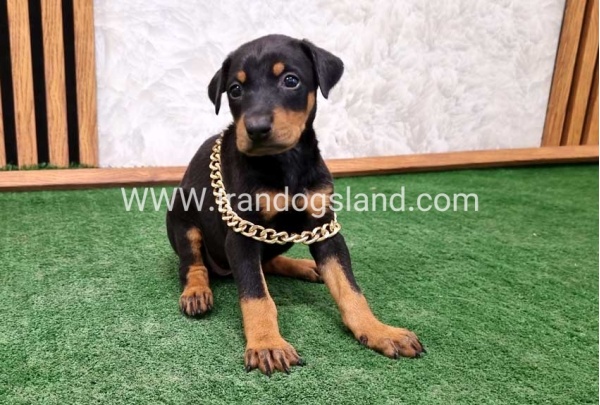 twlh-dwbrmn-doberman-141_6