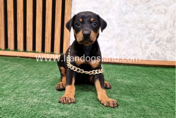 twlh-dwbrmn-doberman-141_7