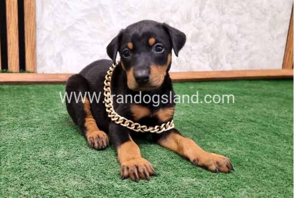 twlh-dwbrmn-doberman-141_8