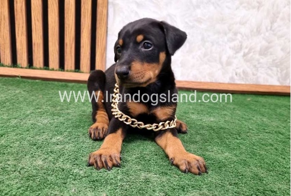 twlh-dwbrmn-doberman-141_9