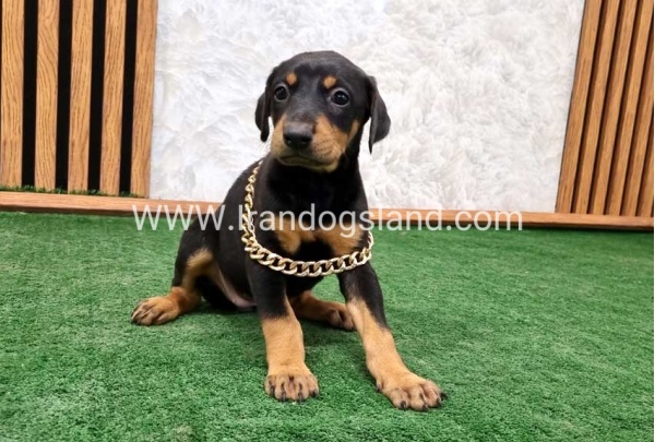 twlh-dwbrmn-doberman-143_1