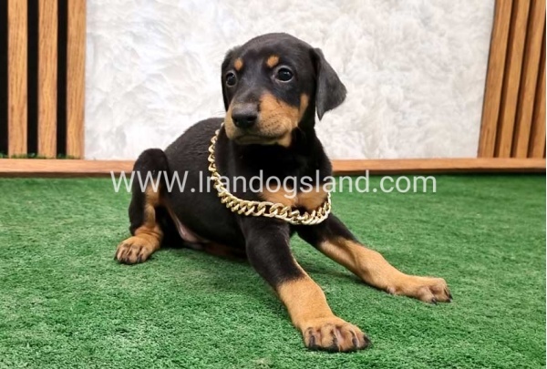 twlh-dwbrmn-doberman-143_2