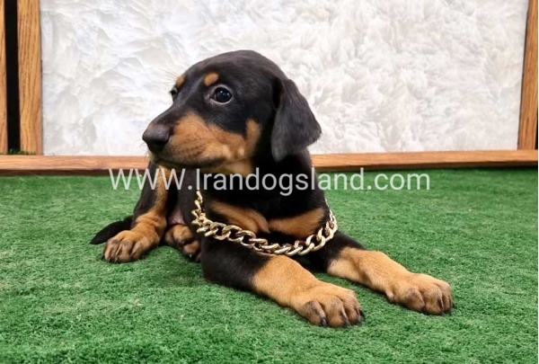twlh-dwbrmn-doberman-143_3