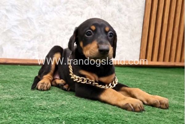 twlh-dwbrmn-doberman-143_4