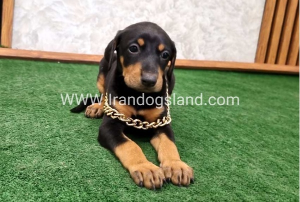 twlh-dwbrmn-doberman-143_5
