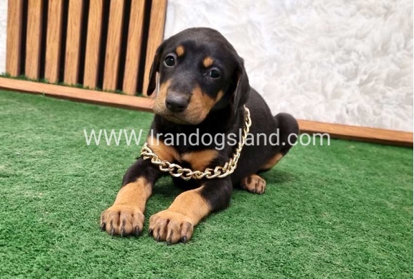 twlh-dwbrmn-doberman-143_6