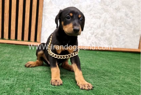twlh-dwbrmn-doberman-143_7