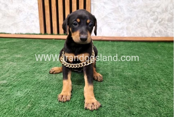 twlh-dwbrmn-doberman-143_8