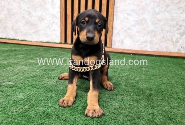 twlh-dwbrmn-doberman-143_9
