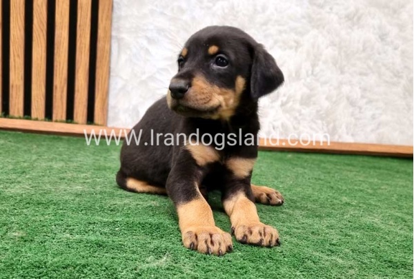 twlh-dwbrmn-doberman-144_3