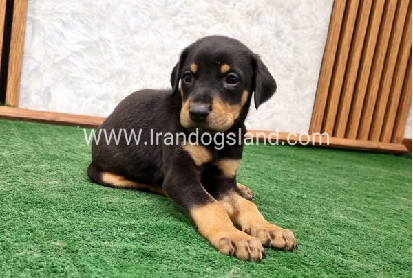 twlh-dwbrmn-doberman-144_4