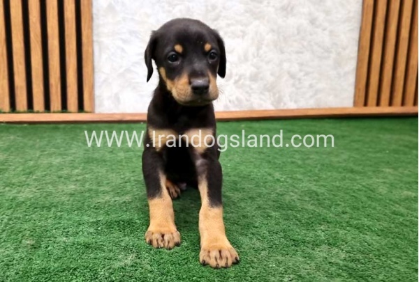 twlh-dwbrmn-doberman-144_5