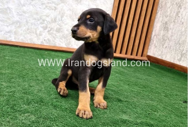 twlh-dwbrmn-doberman-144_6