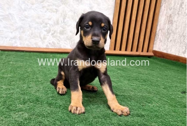 twlh-dwbrmn-doberman-144_7