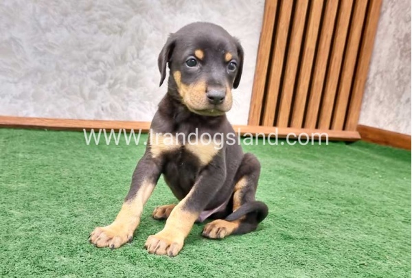 twlh-dwbrmn-doberman-144_8