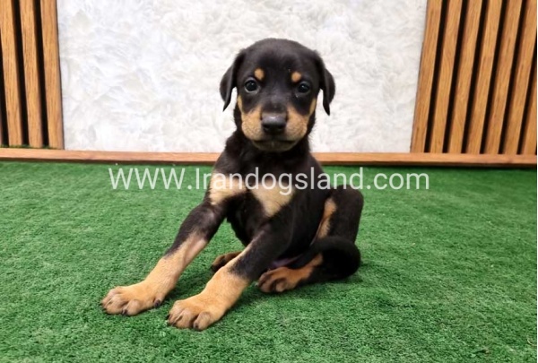 twlh-dwbrmn-doberman-144_9