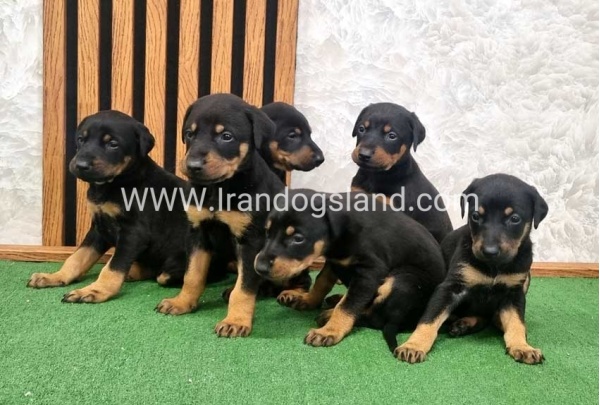twlh-dwbrmn-doberman-149_1