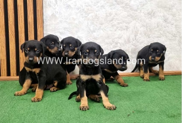 twlh-dwbrmn-doberman-149_10