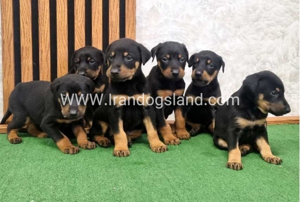twlh-dwbrmn-doberman-149_3