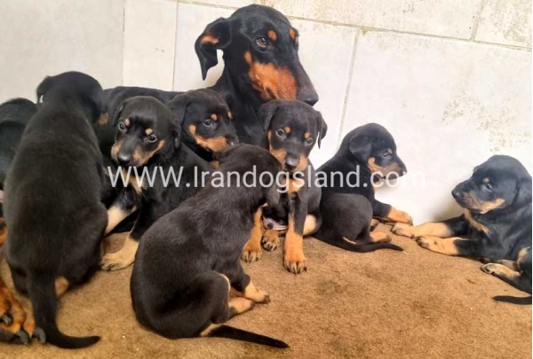 twlh-dwbrmn-doberman-149_4