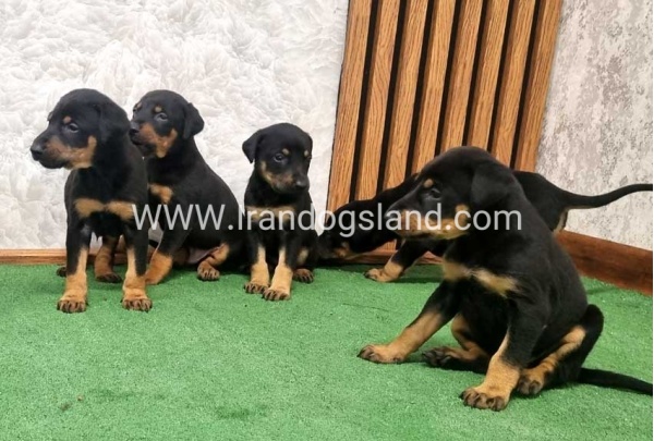 twlh-dwbrmn-doberman-149_5