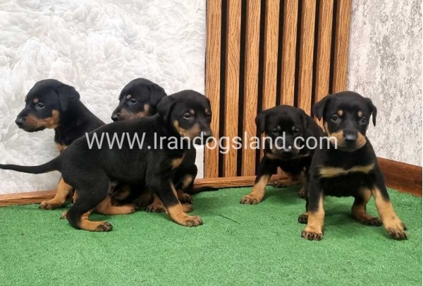 twlh-dwbrmn-doberman-149_6