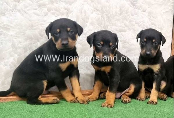 twlh-dwbrmn-doberman-149_7