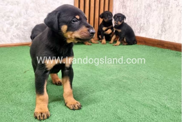 twlh-dwbrmn-doberman-149_8