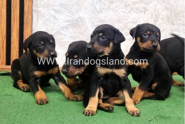 twlh-dwbrmn-doberman-149_9
