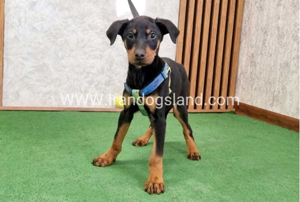 twlh-dwbrmn-doberman-150_1