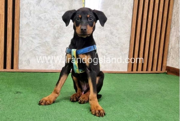 twlh-dwbrmn-doberman-150_10