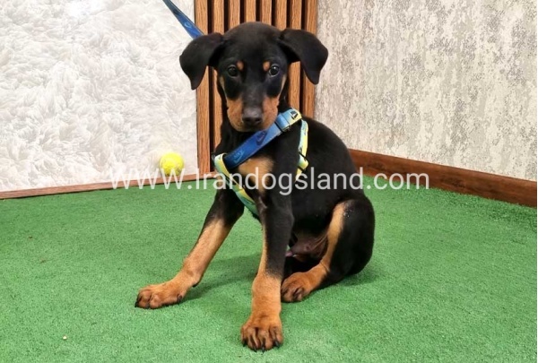 twlh-dwbrmn-doberman-150_11