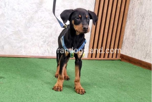 twlh-dwbrmn-doberman-150_12