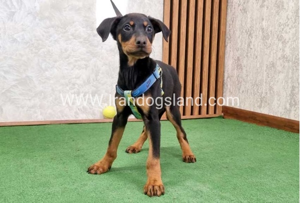 twlh-dwbrmn-doberman-150_2