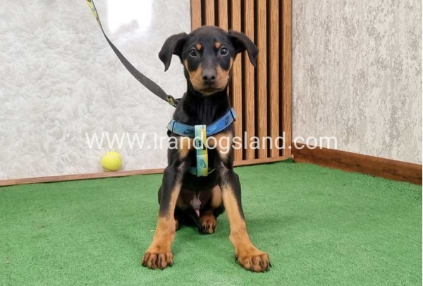 twlh-dwbrmn-doberman-150_3