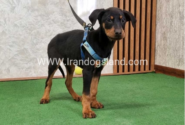 twlh-dwbrmn-doberman-150_4