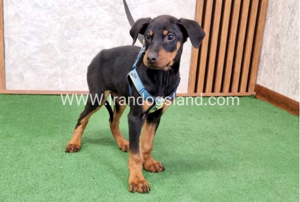twlh-dwbrmn-doberman-150_5