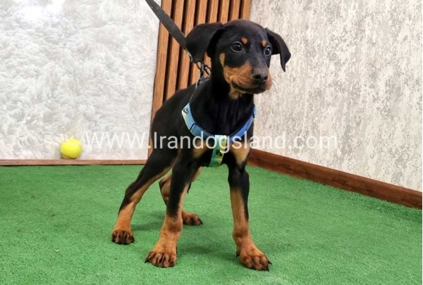 twlh-dwbrmn-doberman-150_6